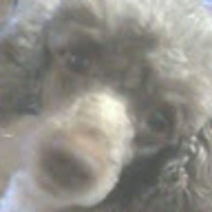 Meet your Posher, Darlene